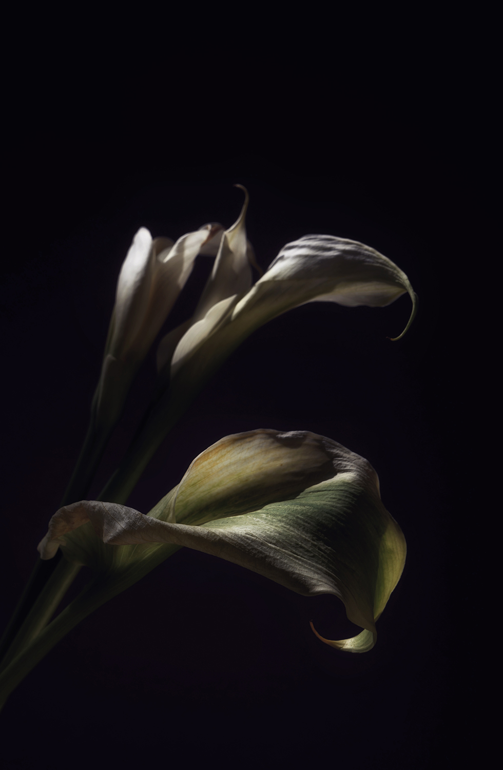 From „The Flowers Of Romance“. 2019